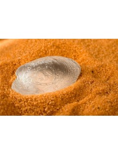 Palau 2013 5$ Sea Treasures III CYRTONAIAS TAMPICOENSIS OYSTER 3D Silver Coin