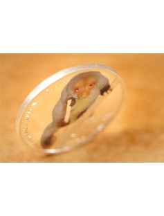 Solomon 2010 $10 Endangered Wildlife Common Spotted Cuscus 25g Silver Proof Coin