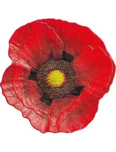 Palau 2017 $10 Dolphin & Sea Horse Marine Life Protection proof coin set Pre-Order